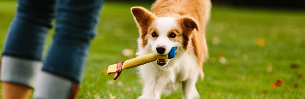 Dogsrecommend Dogsrecommend