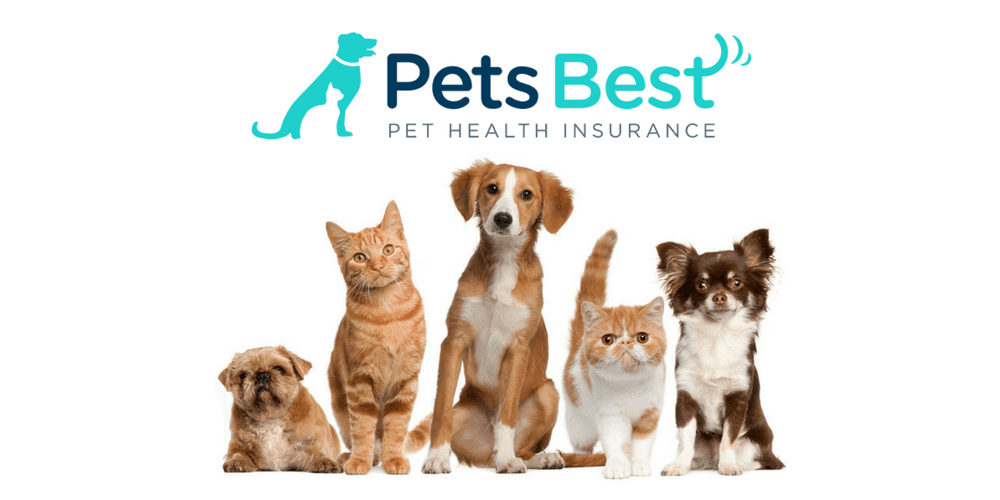 Pet insurance reviews Pet insurance reviews